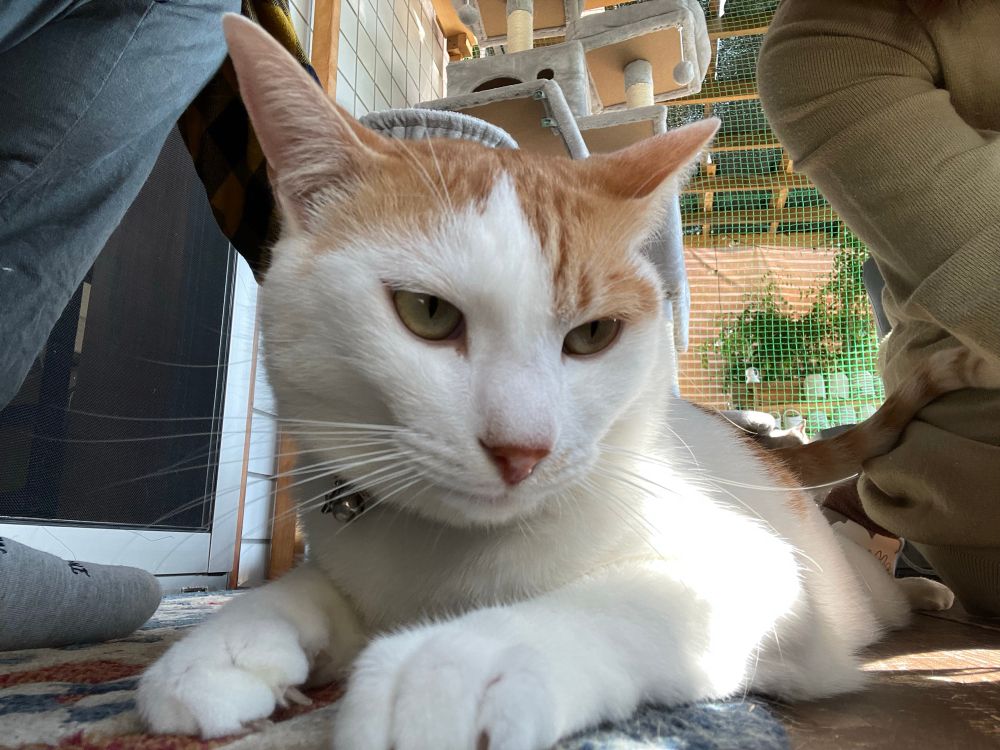 デッカい甘えん坊の男の子でボスのムギくん