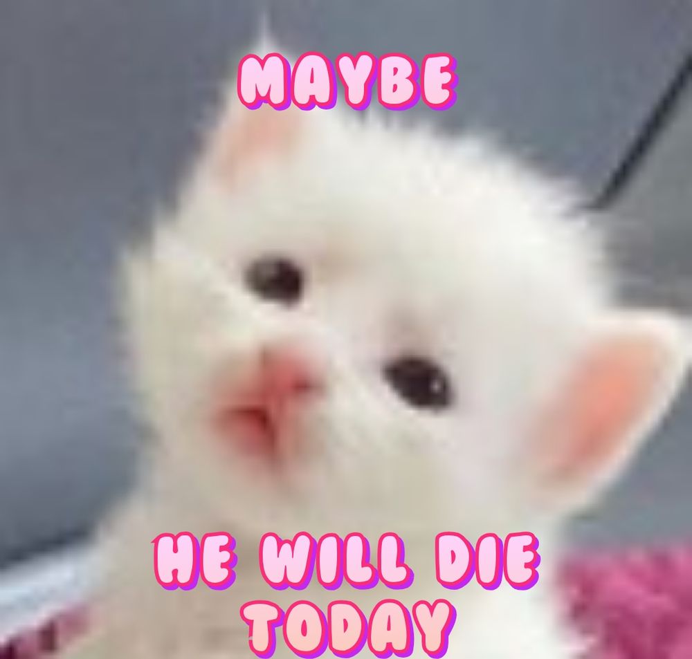 a very baby white kitten with a pink nose, captioned in puffy pink letters, 