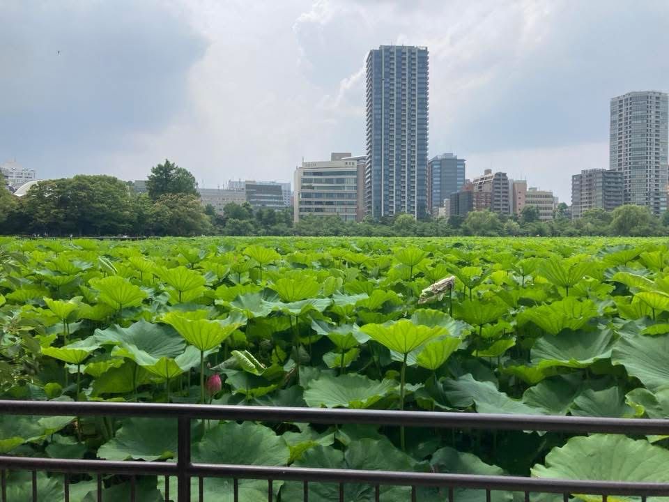 Ueno Park, Summer 2024