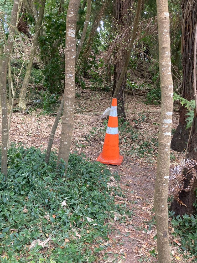 Road cone abandoned in the bush.