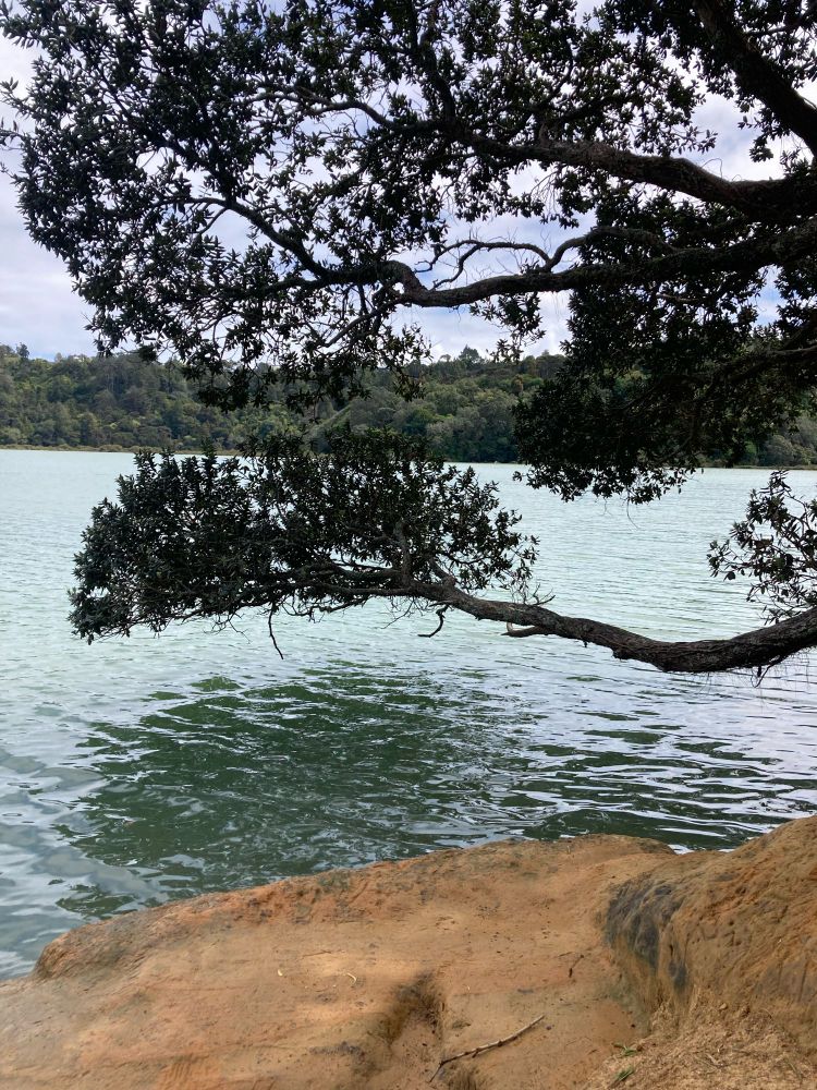 Beach Haven coastal track, Auckland. 