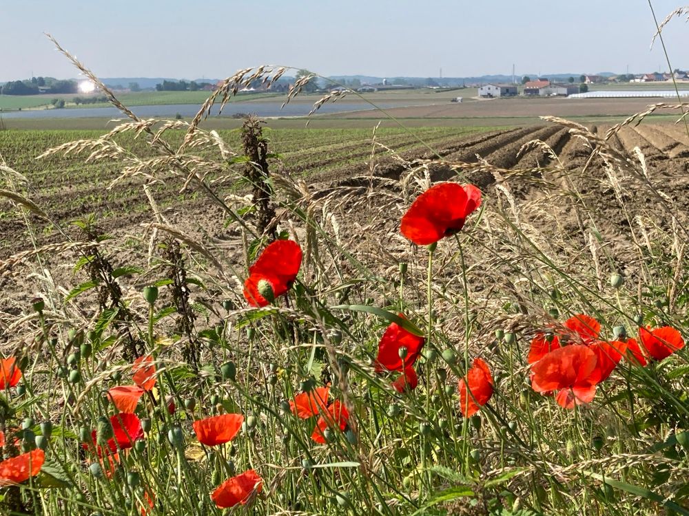 Abraham Heights with poppies in the foreground.