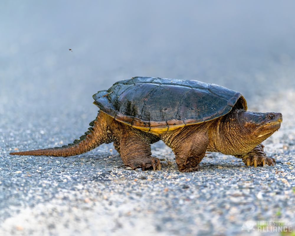 A common snapping turtle, making its way across the road