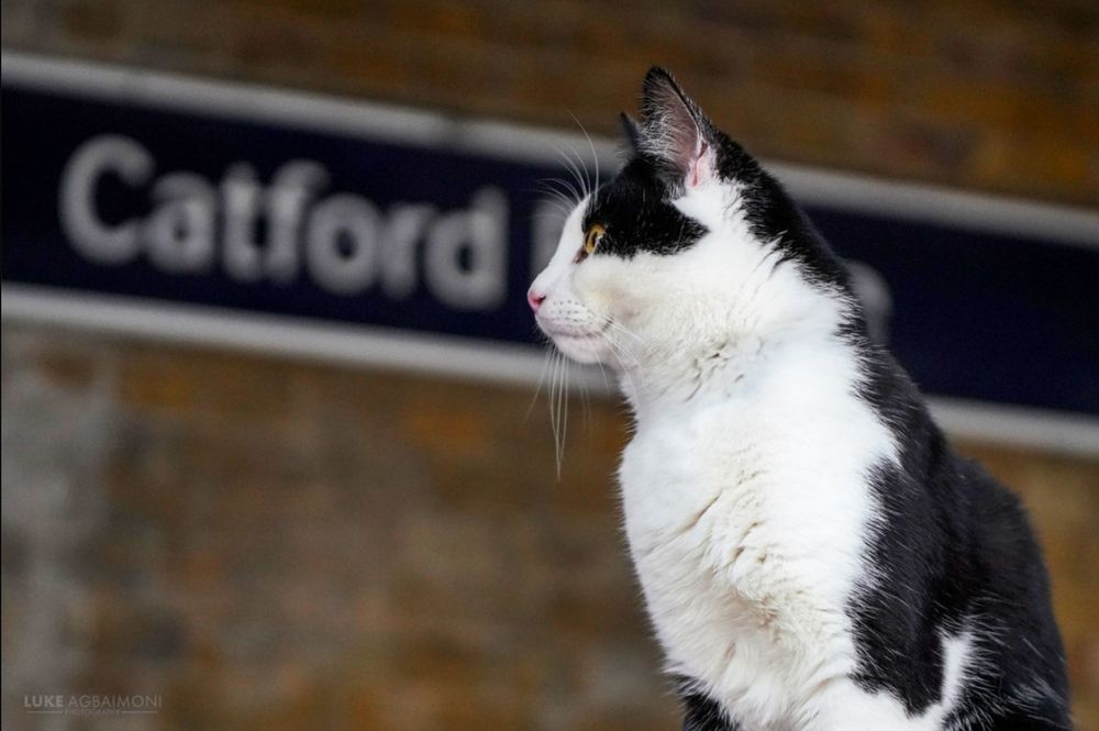 Cat at Catford Bridge Station 