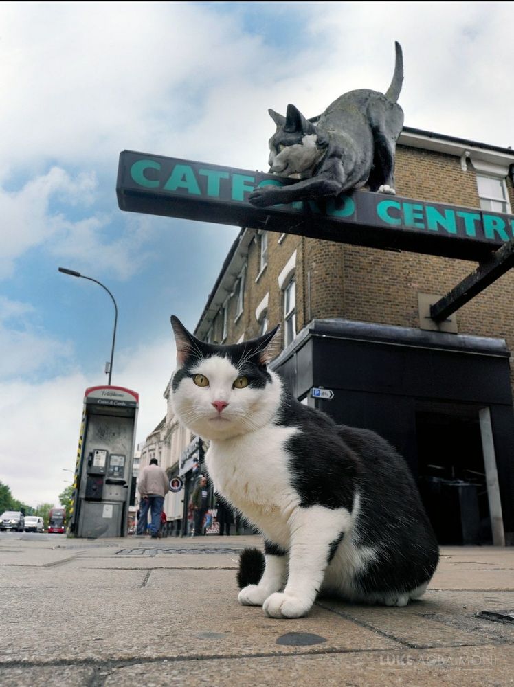 Cat at Catford Station 