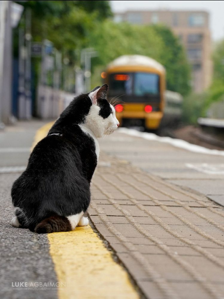 Cst at Catford Bridge Station 