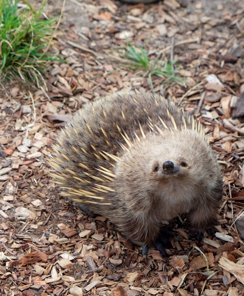 An echidna on brown mulch ground looking up at the camera and smiling. 