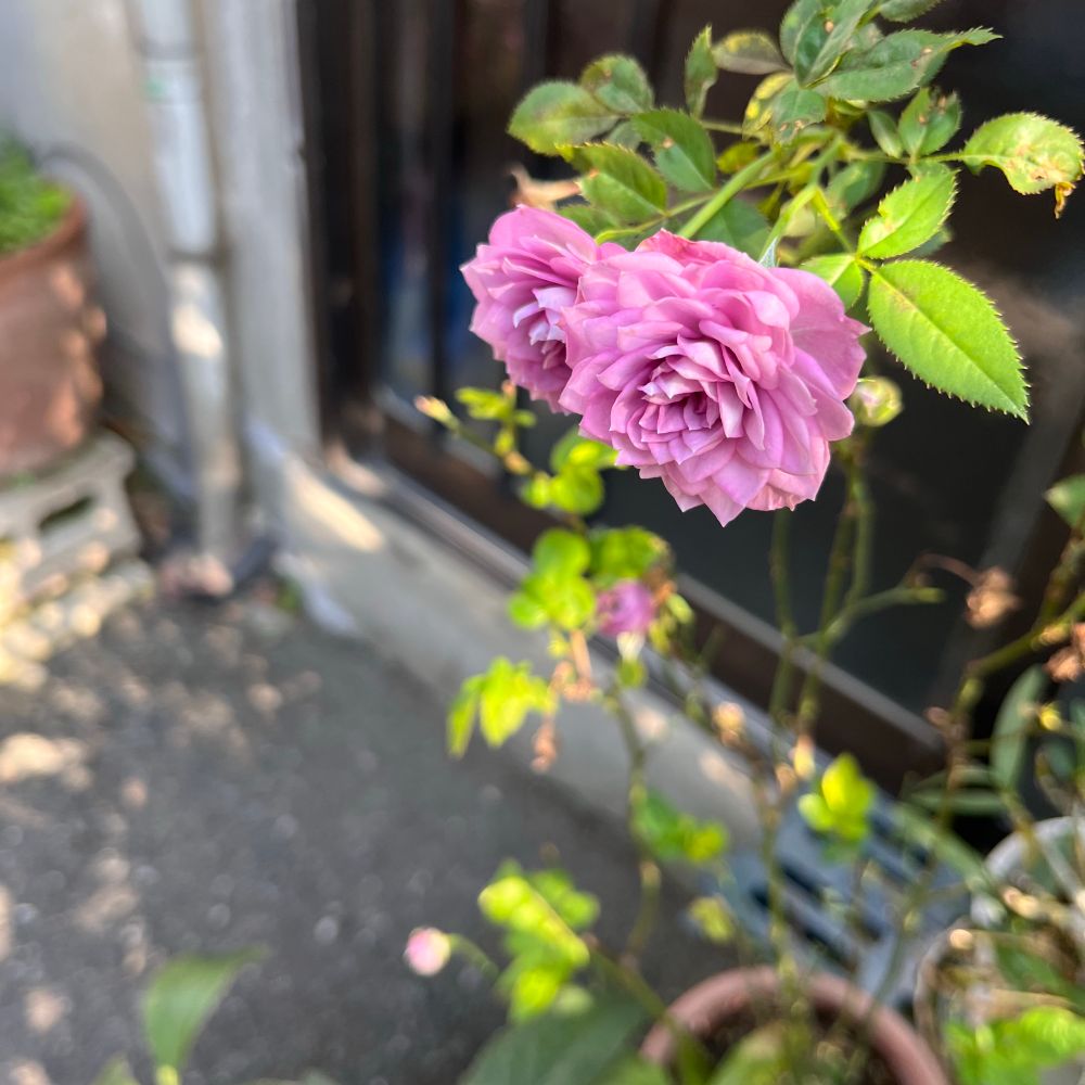 道端、うつむいて咲く紫色の八重のばらの花ふたつ
