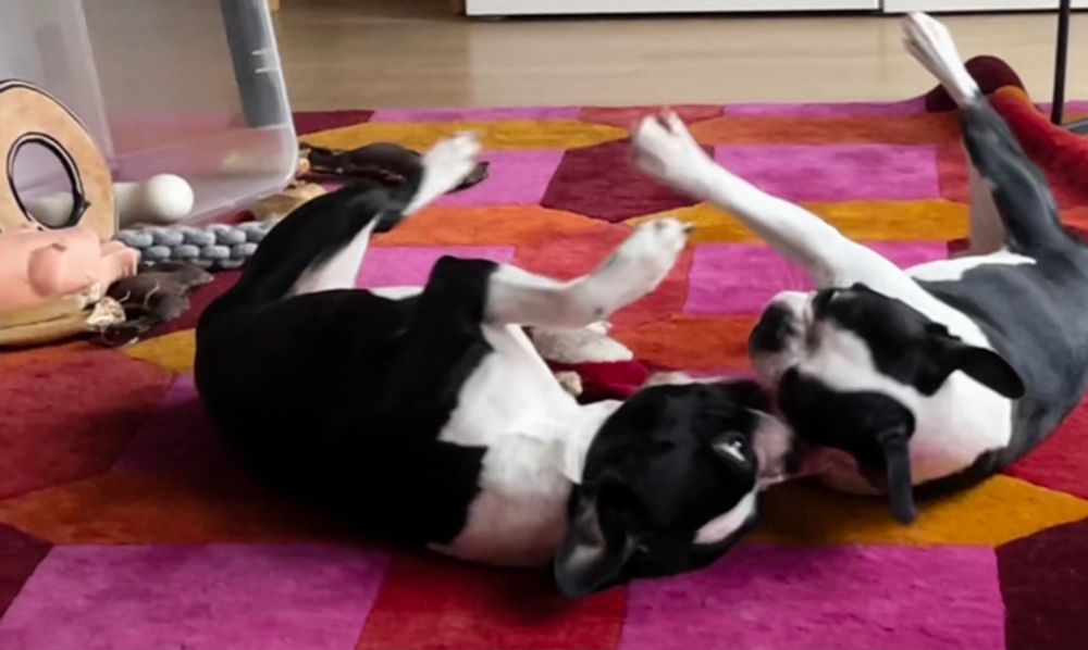 Kaksi bostoninterrieriä painimassa värikkäällä matolla.