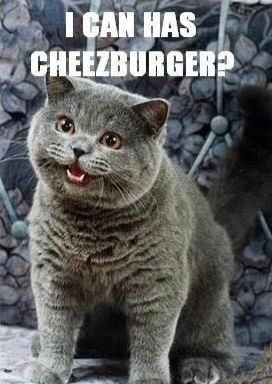 This fucking bastard cat