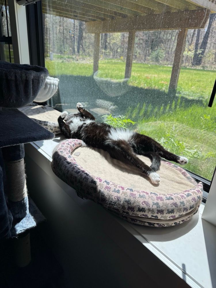 Tuxedo cat is the a big fuzzy white crotch doing a big belly up sun bathe in front of a giant window. He is laying on his back with his legs out stretched 