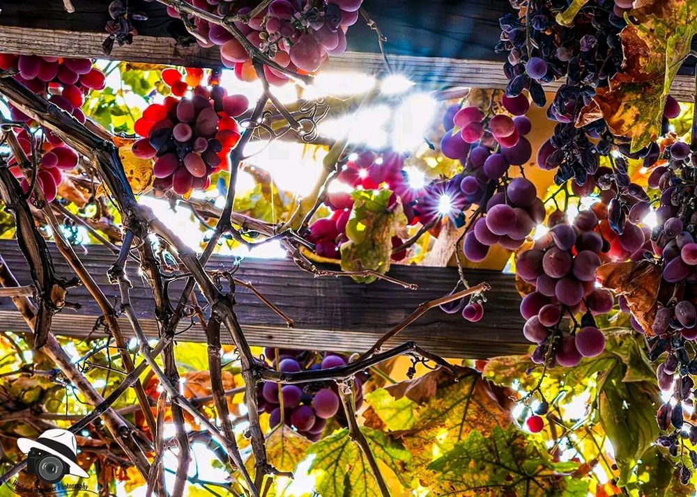 Looking up into the sun through a grape arbor. 