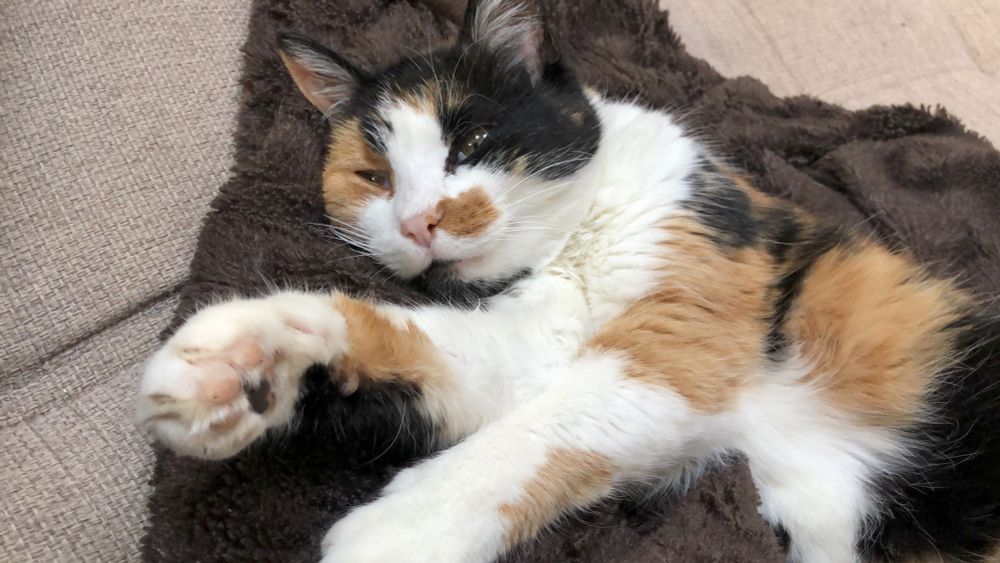 Vesnah, magnifique chatte tricolore, se prélassant sur sa couverture, les yeux entrouverts.