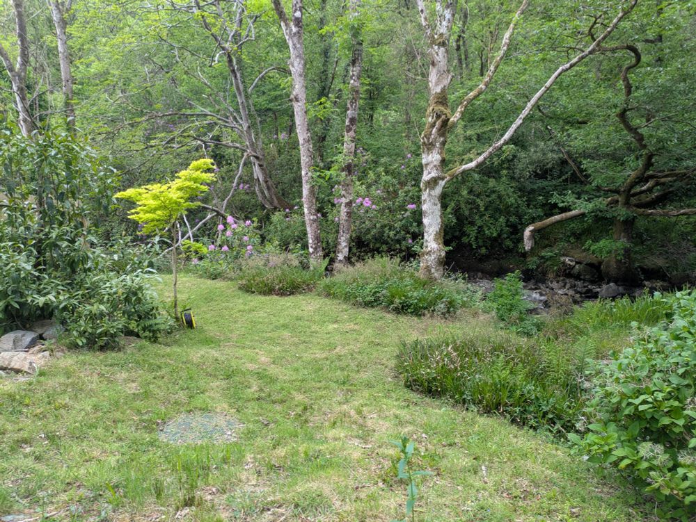 A photo of a lawn with a small maple tree to the left and larger trees in the background 