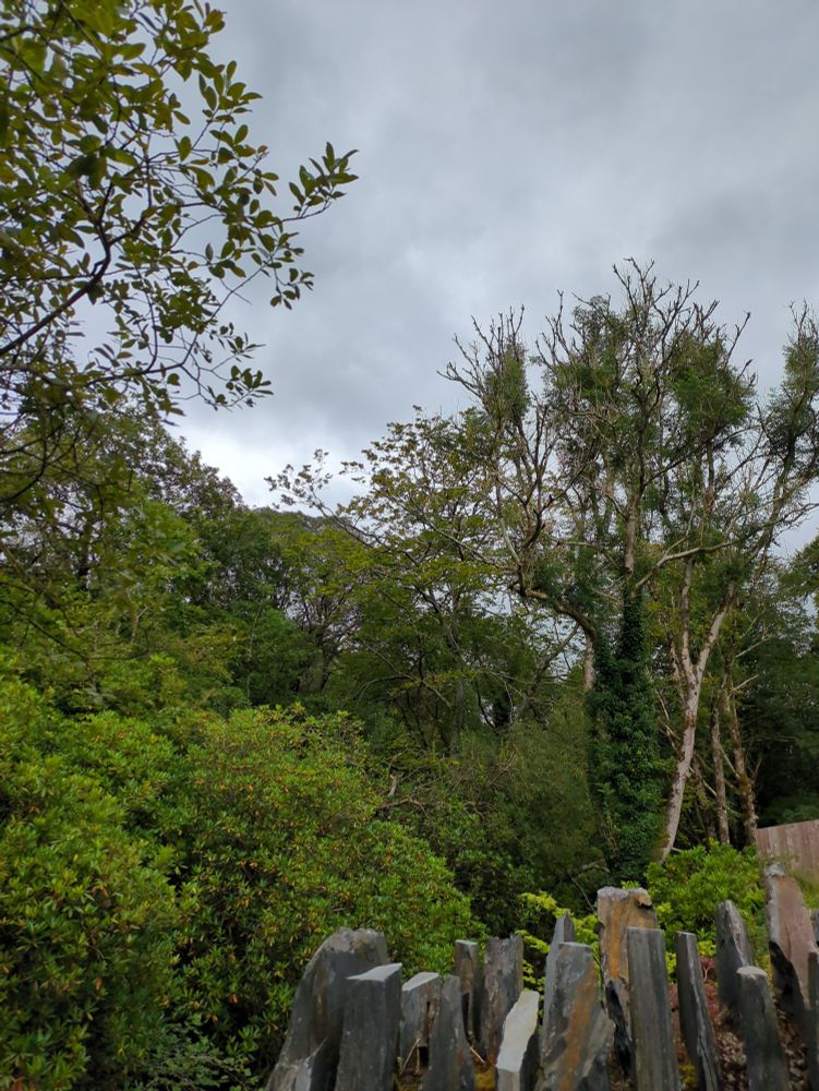 A portrait photo of trees with a grey cloudy sky. There is the top of a slate wall in the foreground.