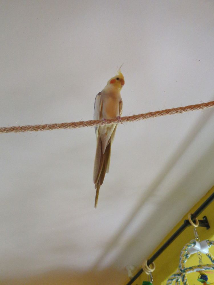 A photo of a cockatiel on a rope taken from below