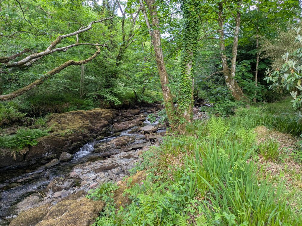 A photo of a low flowing river with some trees in the background and mixed wild plants in the foreground 