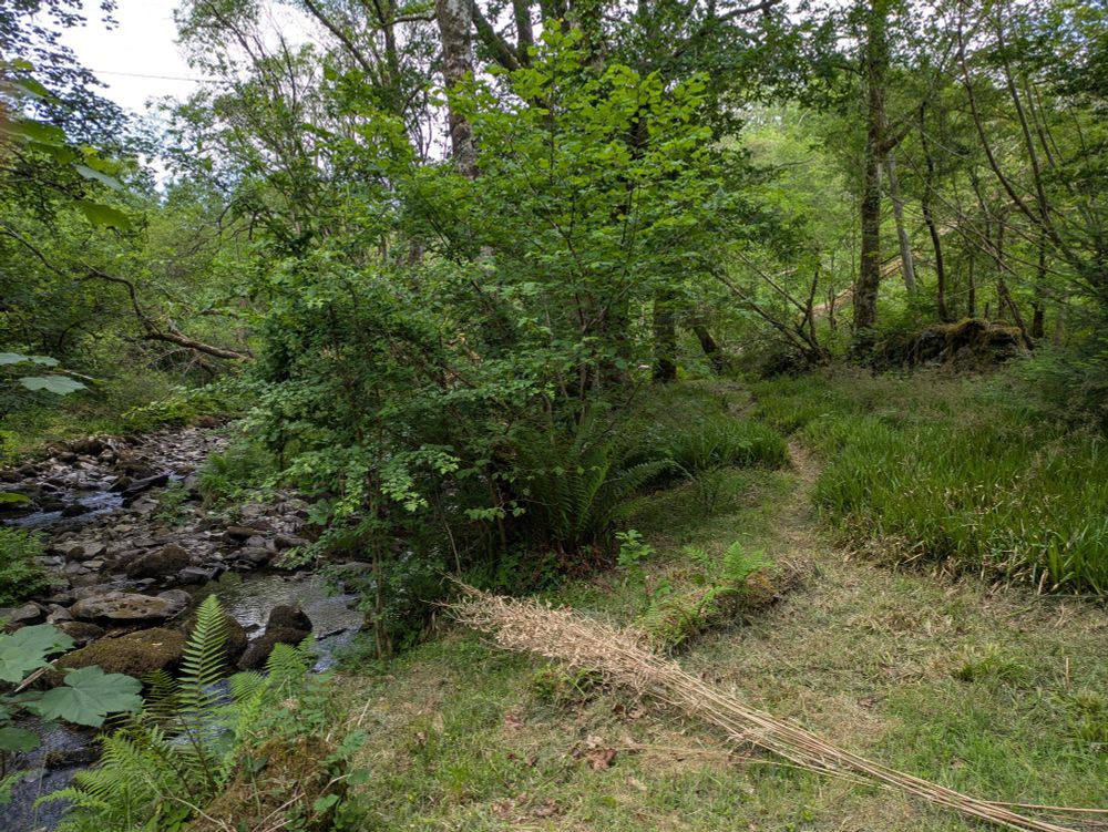 A photo of some trees, with a low flowing river to the left and a winding path to the right
