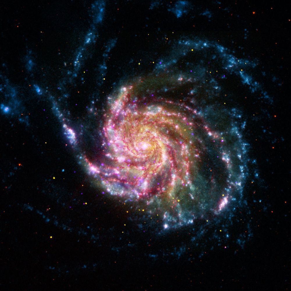 A multiwavelength image of a spiral galaxy. The galaxy has a small pink core. Several arms spiral clockwise around the core. They are crossed by pink, filamentary dust lanes and made of a haze of yellow stars. Along the arms are purple splotches. In the outer parts of the galaxy, the arms appear blue, dotted with blue star clusters. The arms are somewhat well-defined but asymmetric. One arm curls from about 6 o'clock to 9 o'clock and is mostly separated from the body of the galaxy. Other arms cover the area from 12 o'clock to 6 o'clock. 