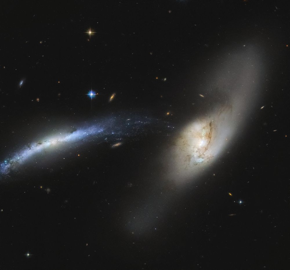 A pair of interacting galaxies. The galaxy on the left is seen edge-on. It has a bright yellow central core and a slightly warped blue disk that is dotted with star clusters and clumps of dark dust. The edge of the disk arcs to the right, appearing to connect to its companion galaxy. The second galaxy is inclined, but seen closer to face-on. It has a central bar of blue-ish stars that is largely obscured by a haze of yellow stars and dust lanes in the circular core of the galaxy. Two spiral arms emerge from the core, which are wide, poorly defined, and mostly made of yellow older stars, which is unusual for a spiral galaxy.
