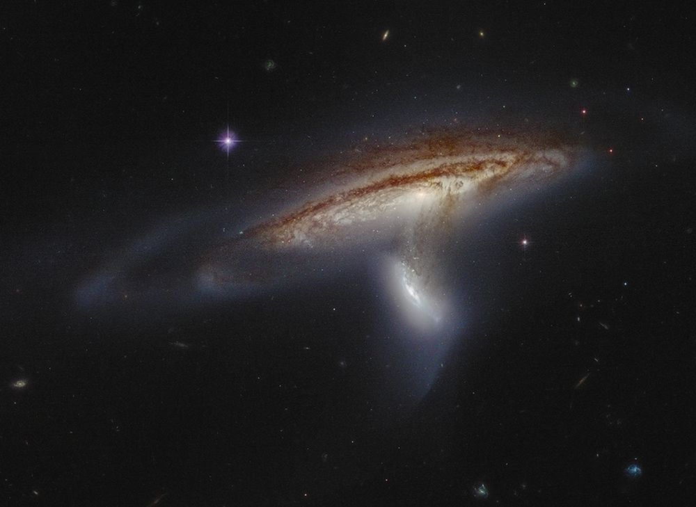 A large spiral galaxy is seen in the center of the frame. It's tilted at an angle, so that it's disk appears as an oval rather than a circle. Dramatic dust lanes cross in front of the center of the galaxy and are backlit by a haze of yellow-white stars. Below the spiral is a smaller disk galaxy seen in shades of blue white. It appears to be at almost a right angle to the large spiral, falling out of the larger galaxy. The two galaxies are connected by a bridge of dusty tendrils, which are also backlit by the main galaxy. This galaxy pair looks a lot more 3D than most interacting galaxies because of their angles and the backlighting effect. 