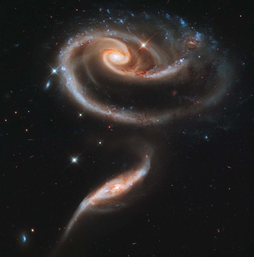 Two spiral galaxies that resemble a rose sitting on top of a stem The first galaxy spiral occupies the top half of the frame and appears mostly face-on. It is oval shaped with a bright yellowish core streaked with dark dust lanes. Two spiral arms containing blue clumps of new stars wrap widely counterclockwise around the core, with a large empty gap between them. The second galaxy appears about half as long as the first and is seen much more edge-on. It is tilted from 7 o'clock to 2 o'clock and has one arm on each end that extends outward, with the left arm warping downward and the right arm warping upward. The second galaxy is similar to the first in color, with a yellowish core, bluish spiral arms, and dark dust lanes throughout.