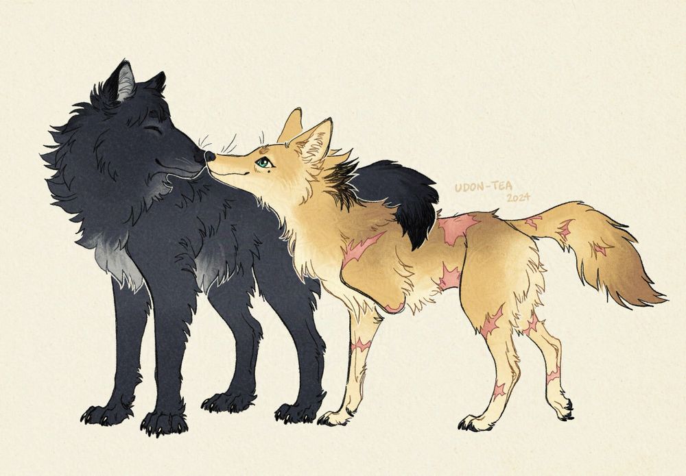Digital drawing of Wolfwood as a black wolf and Vash as a yellow coyote with a half-tone black mane and heavily scarred body. Their noses touch affectionately and Wolfwood’s tail curls around Vash’s body.