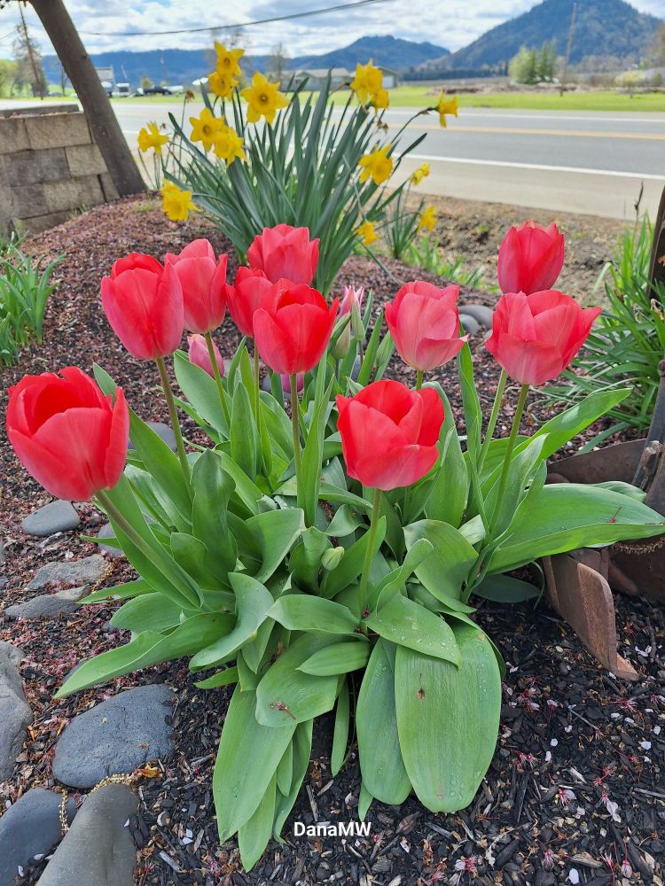 Tulips