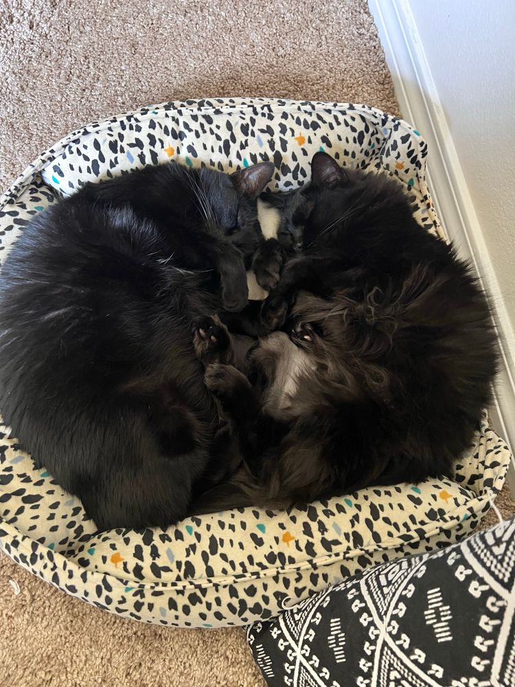 2 fluffy black cats cuddling on their sides towards each other on a pet bed that is polka dot with asymmetrical dots that are black and a few random colorful dots, the base is cream 