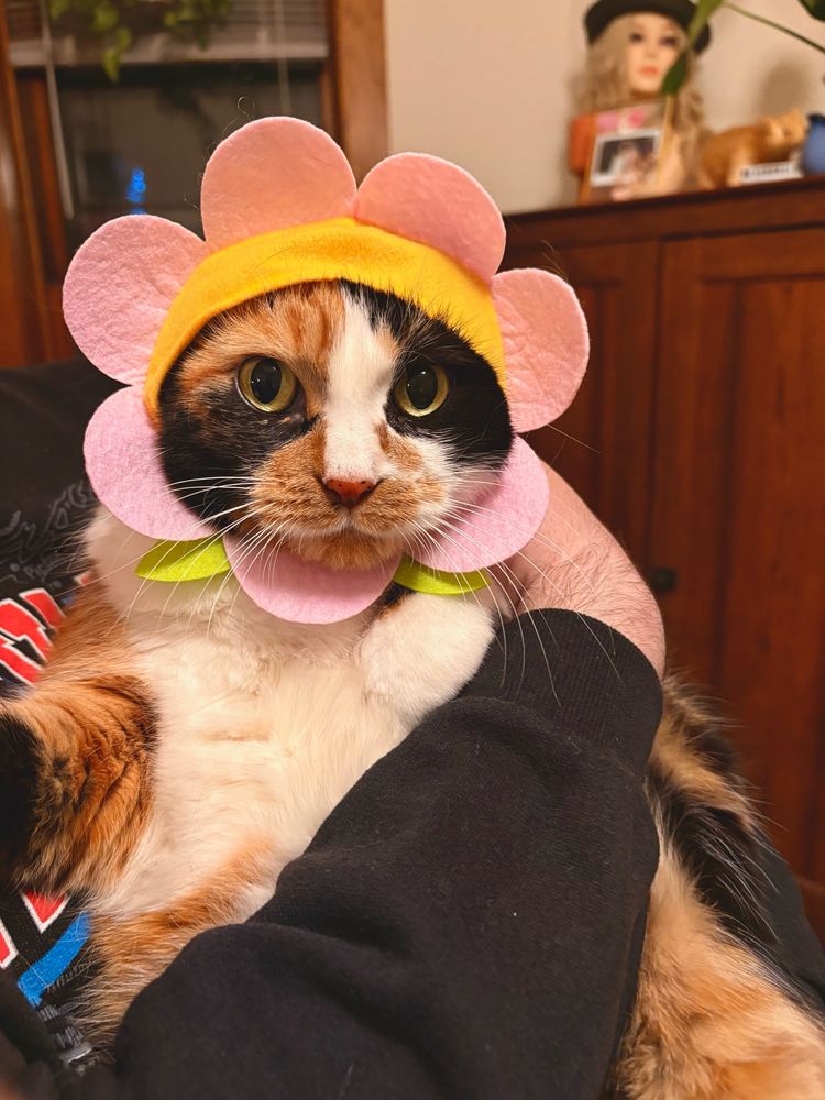 My calico cat wearing a pink flower hat thing