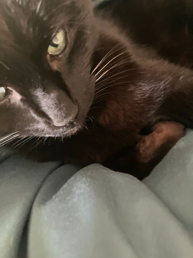 Close to of a black cat. 