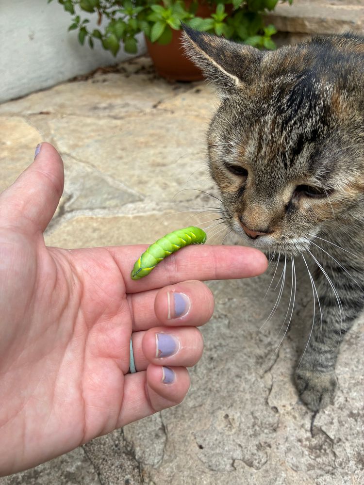 A grey cat smelling a hornworm on a hand 