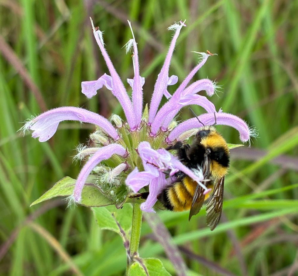Northern amber bumble bee on bee balm 