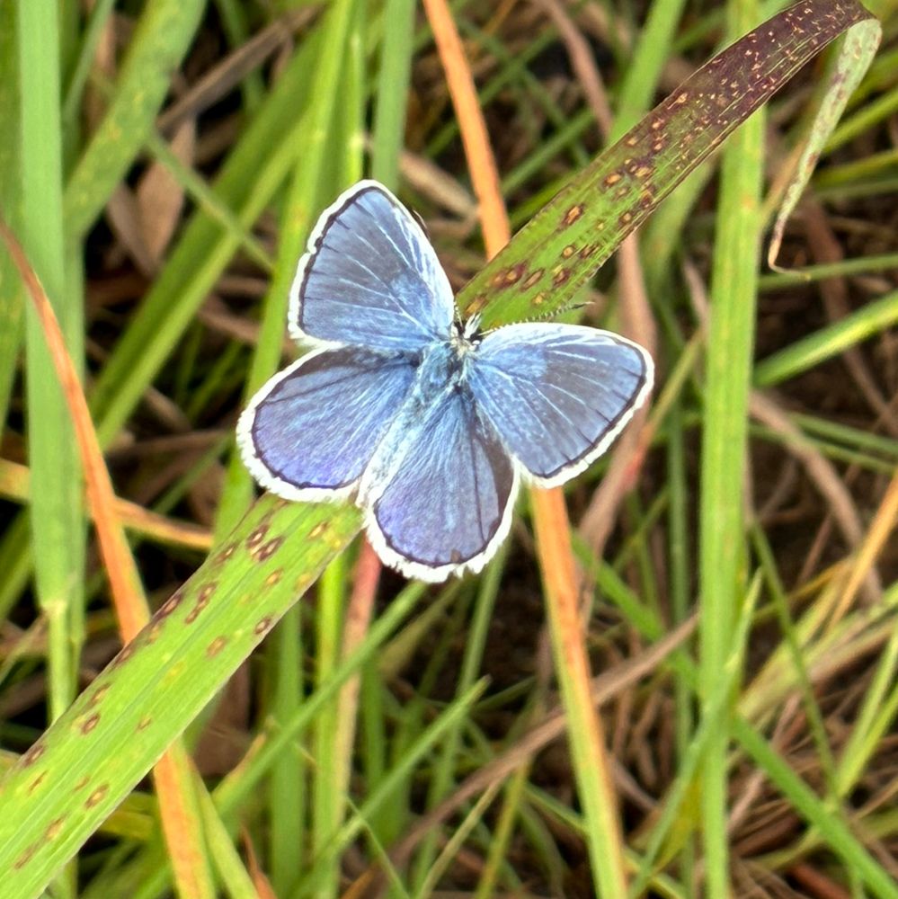 Inside of the male karner blue butterfly’s wings 