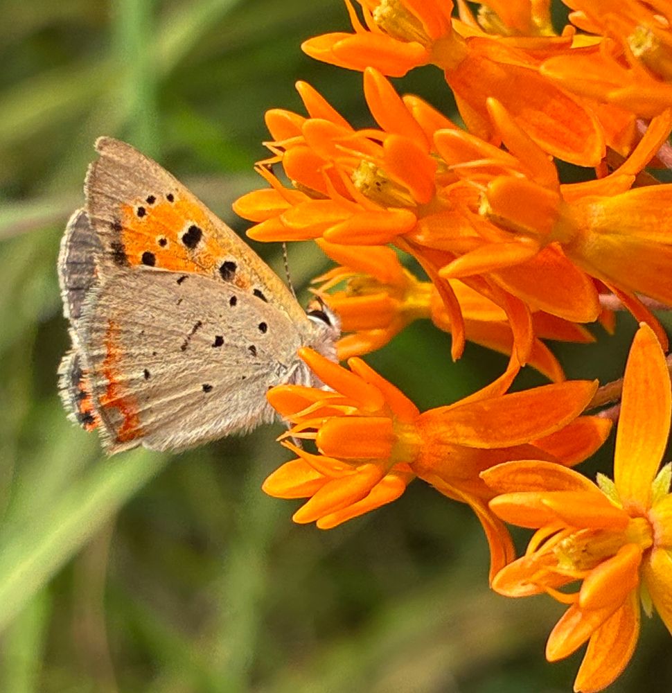 Copper butterfly on butterfly weed 