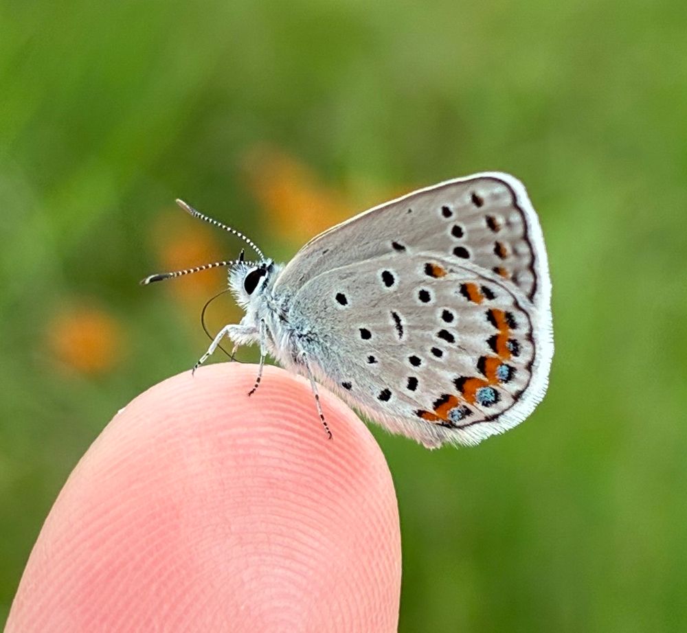 Karner blue butterfly perched on a finger 