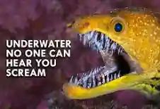 Moray eel alongside text Underwater no one can hear you scream"