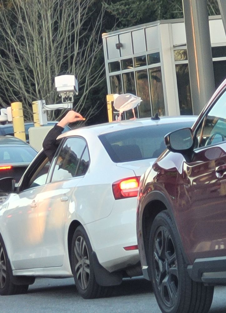 A person reaches up to the roof of their car with a French fry to feed a waiting seagull