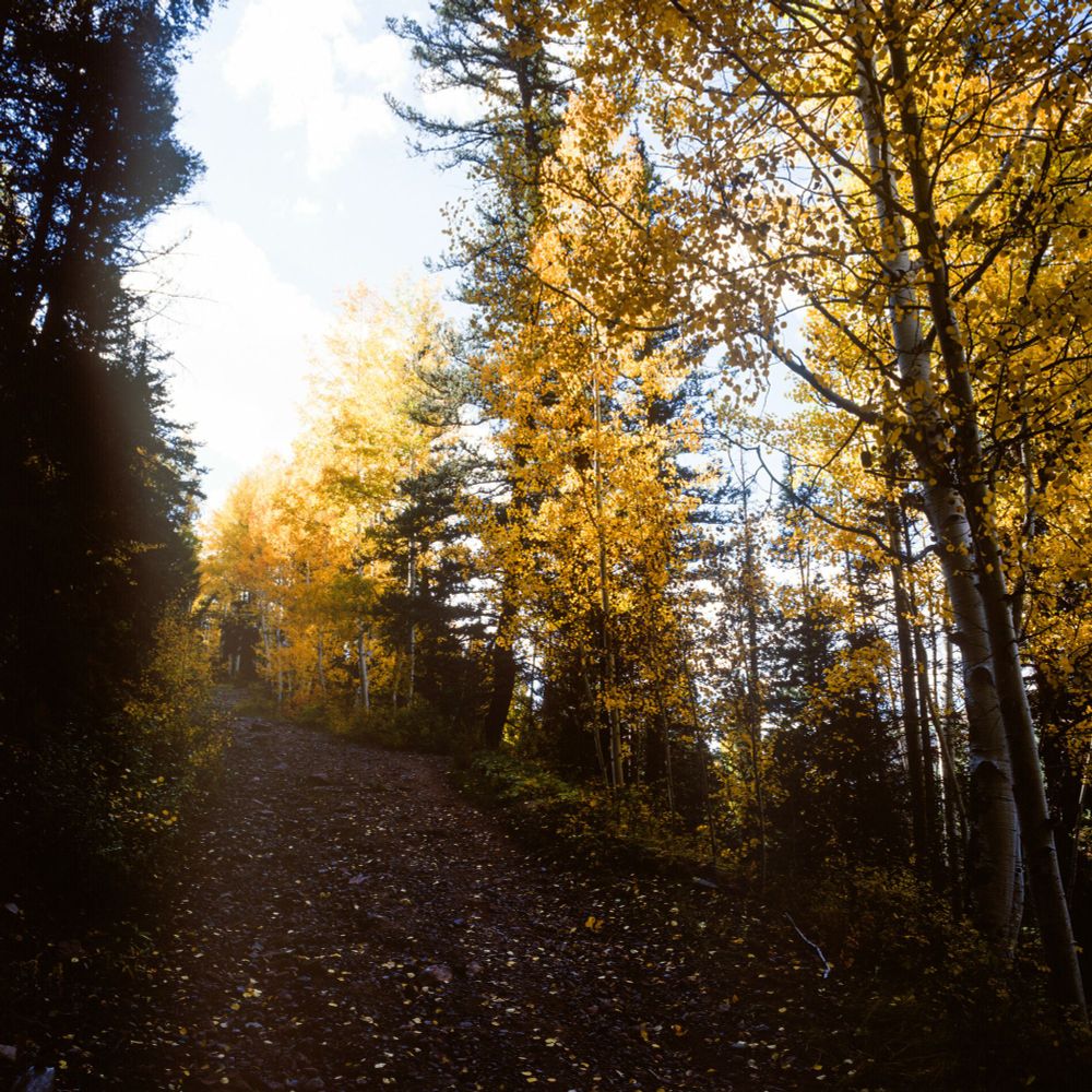 Rocky forest path winding through tall aspen trees with golden autumn leaves, illuminated by soft sunlight, photographed with a Mamiya 6 and 150mm lens on Kodak Ektachrome 100 film.