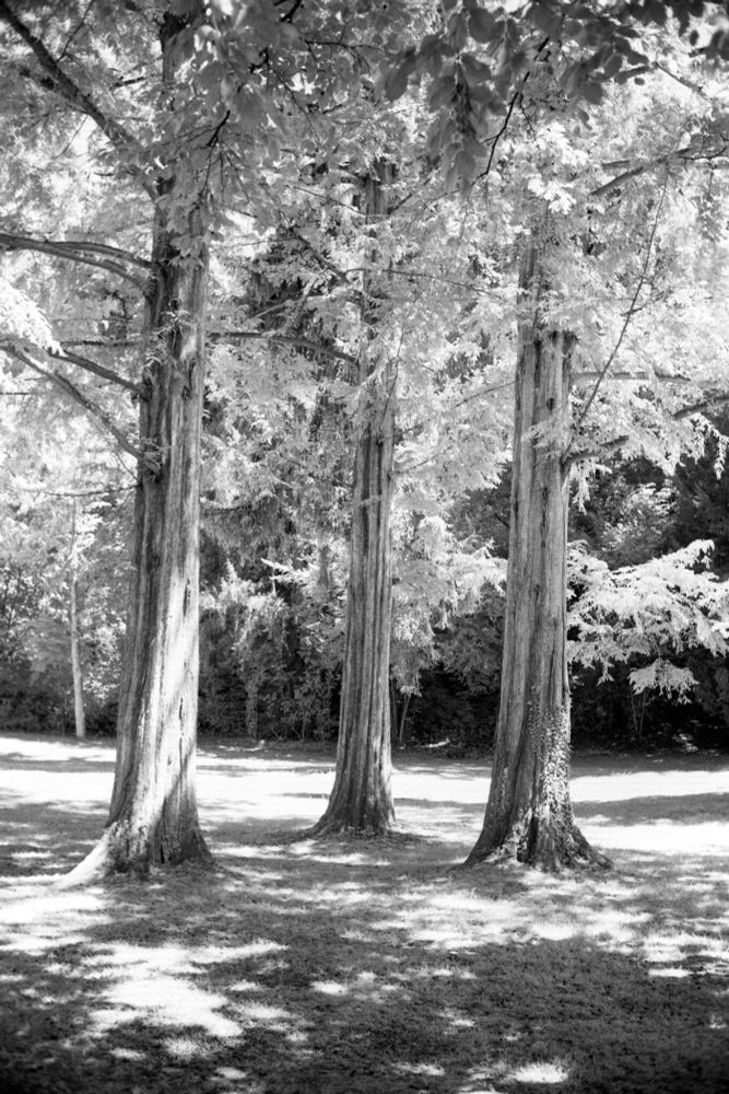  Infrared black and white photo of three tall trees with textured trunks and glowing white foliage standing in a sun-dappled grassy clearing; captured using a Minolta CLE and Voigtländer Nokton Classic 35mm f/1.4 lens with red filter on Aviphot 200 film, developed in T-Max 1:4.