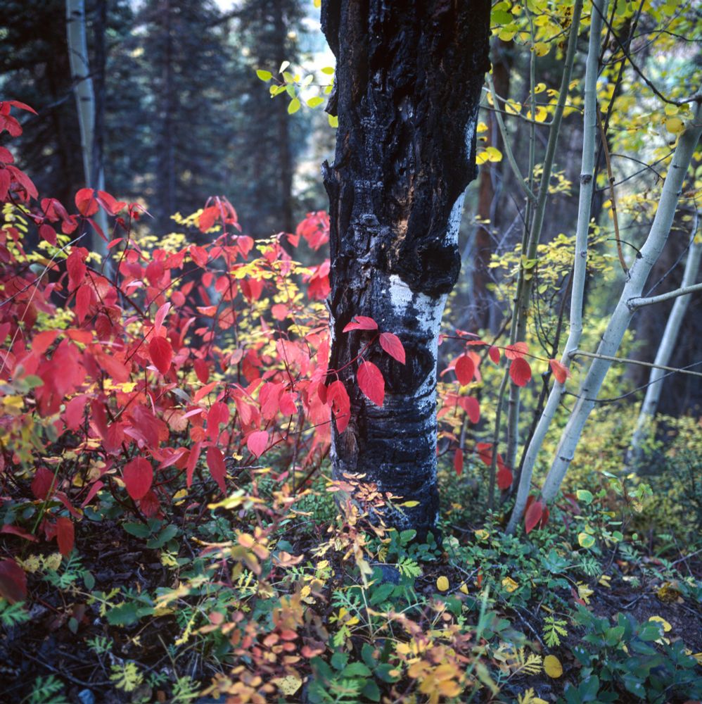 Close-up of a scorched aspen trunk surrounded by vibrant red, yellow, and green autumn foliage in a forest, photographed with a Mamiya 6 and 150mm lens on Kodak Ektachrome 100 film.