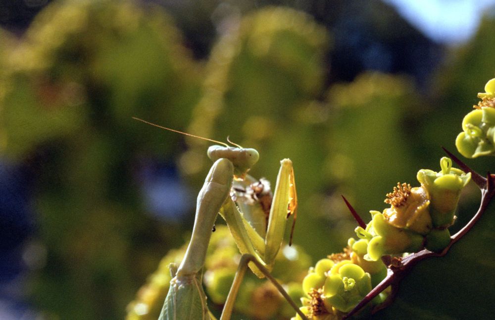 Praying mantis perched on a flowering euphorb, holding and eating an insect, with a soft-focus green and yellow background.  Taken with a Pentax MX using an SMC Pentax-M 50mm f/4 macro lens on Kodak Vision3 250D film (ECN-2).