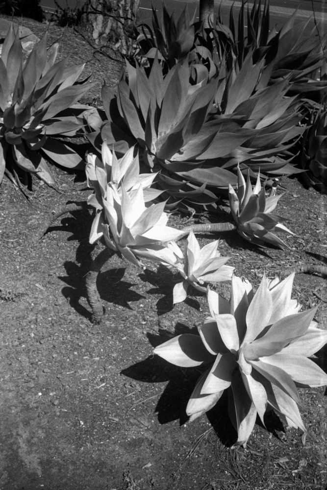 Black and white photograph of large rosette-shaped aloe plants growing in dry soil, taken with a LOMO Cosmic Symbol and T-43 40mm f/4 lens on Aviphot 200 film, developed in T-Max 1:4.