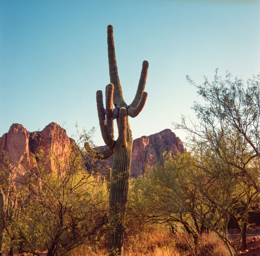 Tall saguaro cactus in a desert landscape at sunset with red rock formations and sparse trees in the background, photographed on Lomography 800 film using a Voigtländer Perkeo II with an 80mm f/3.5 Color-Skopar lens.