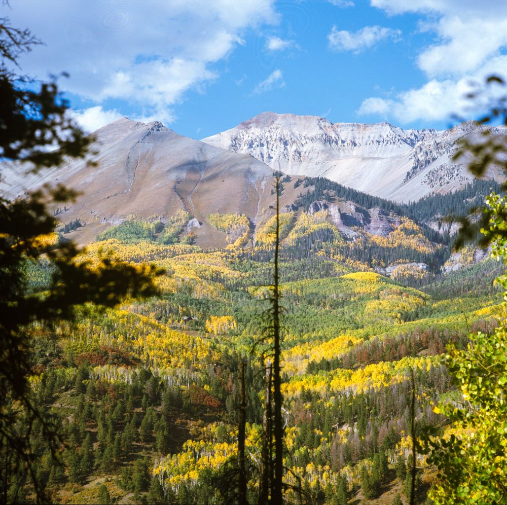 Distant mountain range with snow-dusted peaks rising above a vibrant patchwork of autumn aspens, framed by foreground branches, photographed with a Mamiya 6 and 150mm lens on Kodak Ektachrome 100 film.