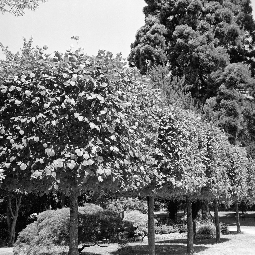 Black and white image of a row of neatly pruned, densely foliated trees in a manicured park setting, with larger coniferous trees in the background; photographed on Ilford HP5+ film using a Voigtländer Perkeo II with an 80mm f/3.5 Color-Skopar lens, developed in XTOL 1:1.