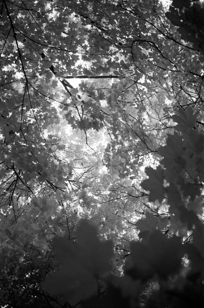  Black and white upward view through dense maple tree canopy with sunlight filtering through layered leaves and branches, photographed with a Minolta CLE and Voigtländer Nokton Classic 35mm f/1.4 lens using a red filter on Aviphot 200 film, developed in T-Max 1:4.