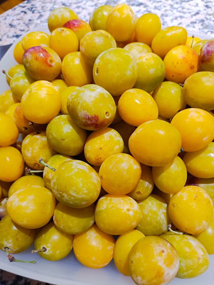 Mirabelles de Lorraine AOP