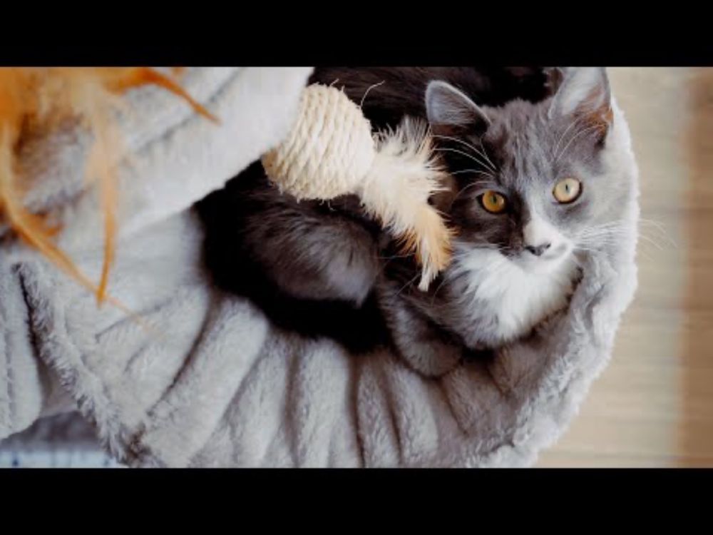 Propagandhi - "Cat Guy" (Official Music Video)