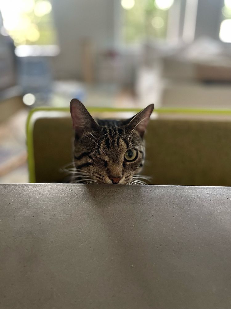 Pirate Jenny a one eyed cat sits at the table. She looks nice and like a cute little baby. 